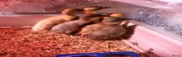 Ducks poultry for sale: Indian runner ducklings mixed colours unsexed - Advert 1