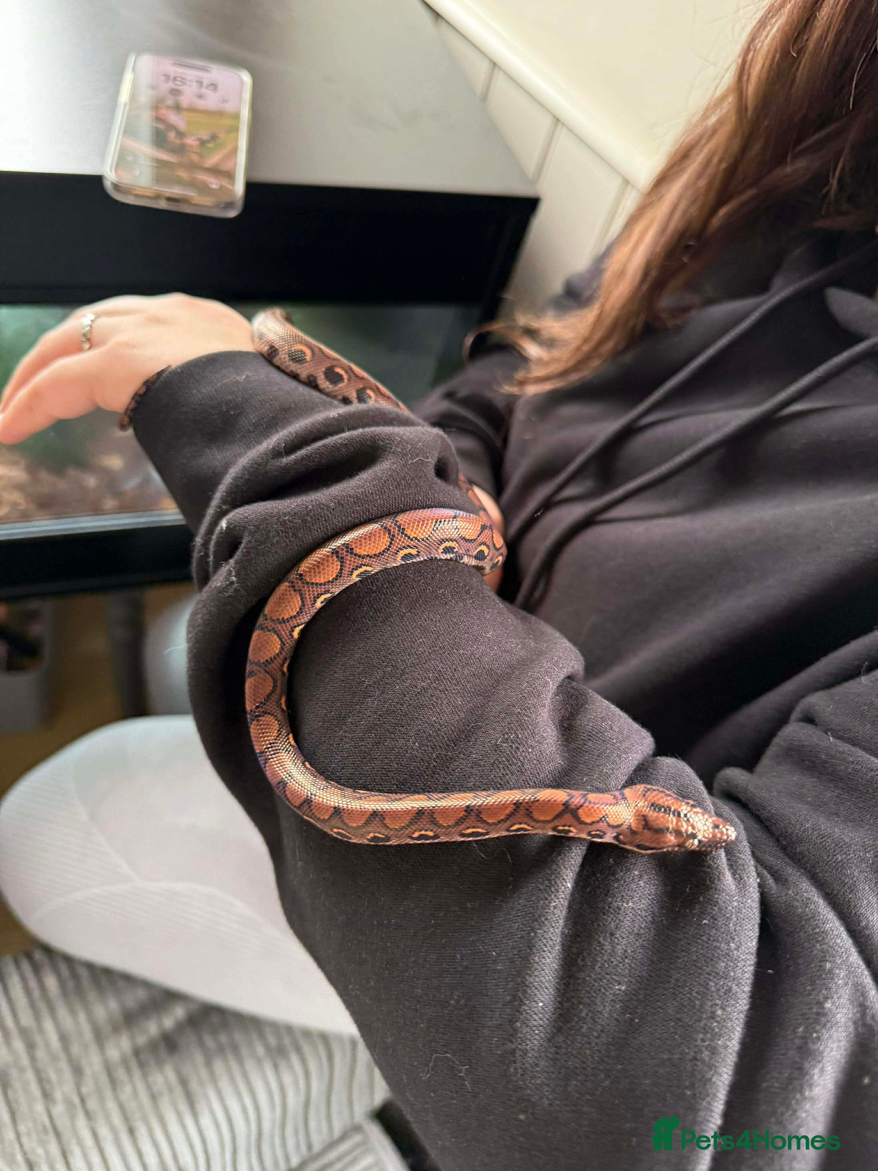 Boa Snake reptiles Rainbow boa - Advert 1