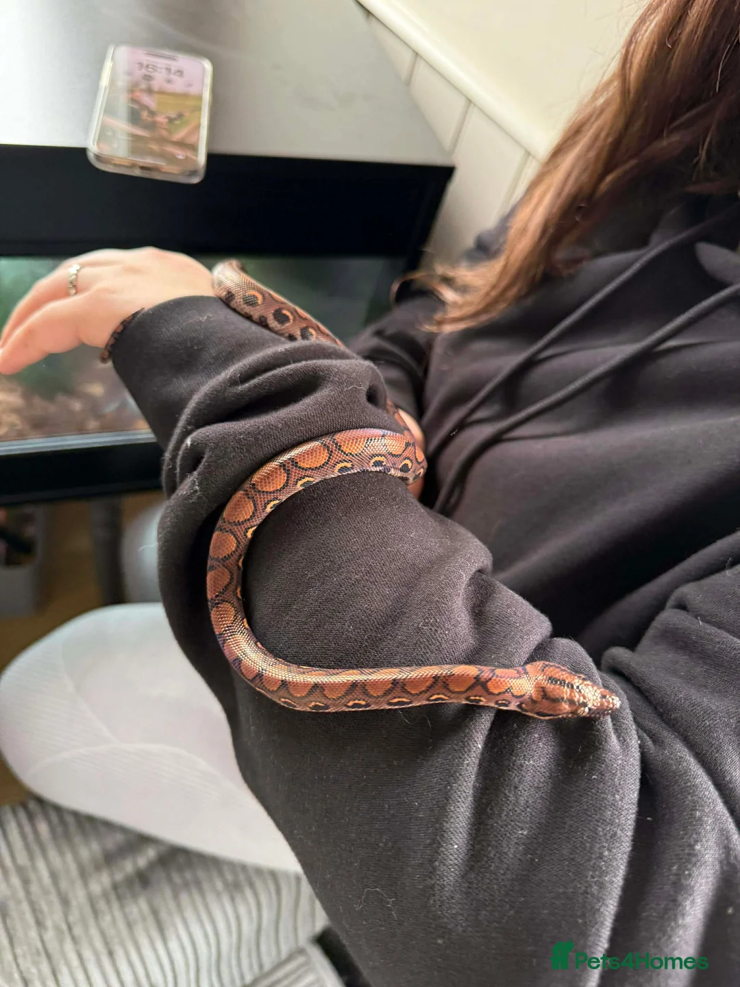 Boa Snake reptiles for sale: Rainbow boa - Advert 1