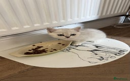 Scottish Fold cats for sale: 4 Scottish Straight Boys  - Image 25