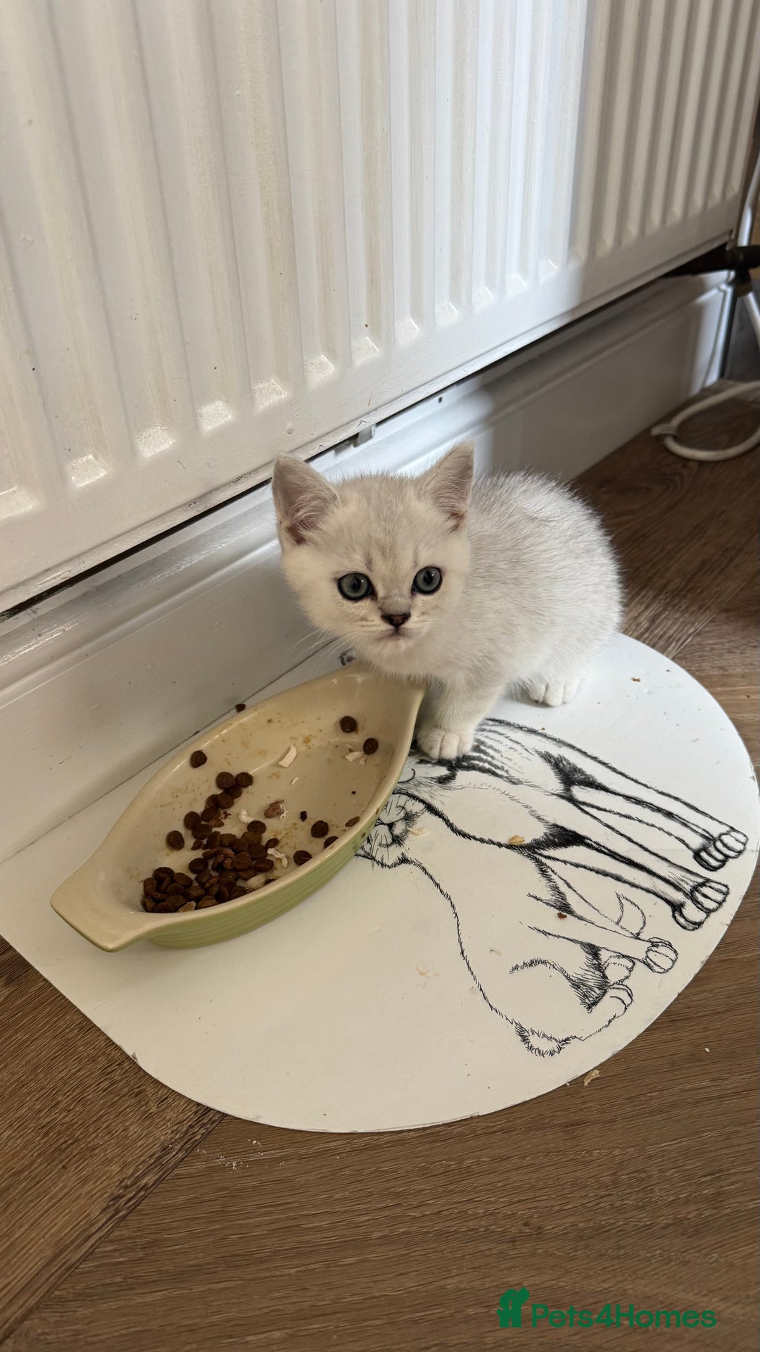 Scottish Fold cats for sale: 4 Scottish Straight Boys  - Image 25
