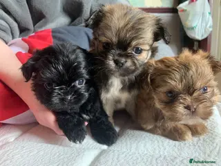 Shih Tzu dogs Beautiful shihztu 3 boys left - Advert 5