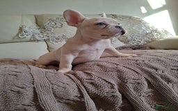 French Bulldog dogs for sale: French bulldog price is negotiable  - Advert 8