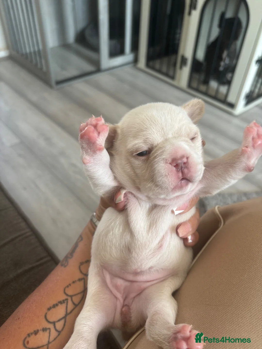 French Bulldog dogs for sale: 2 french bulldog puppies  in Newark - Advert 9