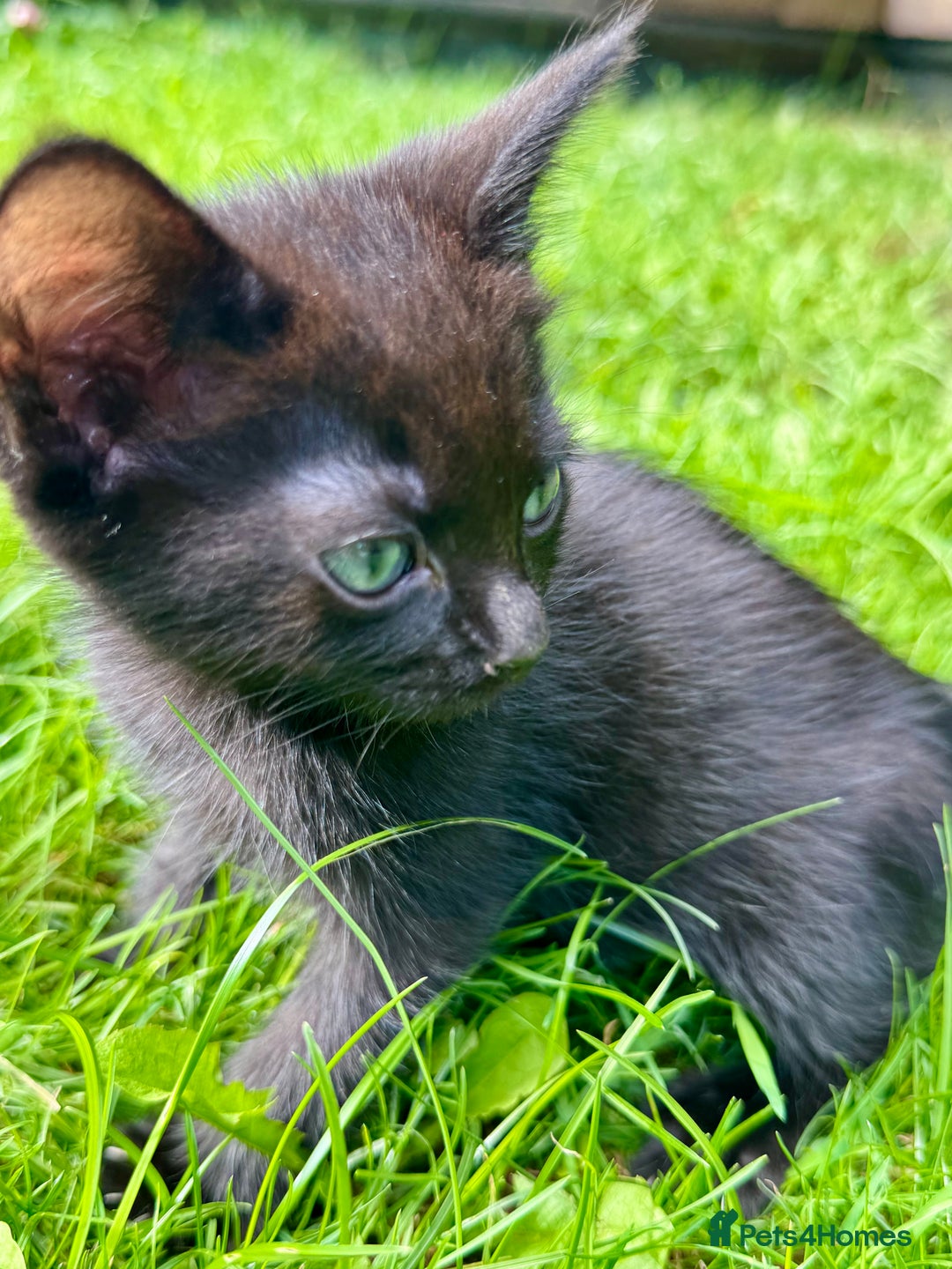 Ragdoll cats for sale: Ready now Ragdoll cross fluffy kittens 🐈‍⬛  - Image 2