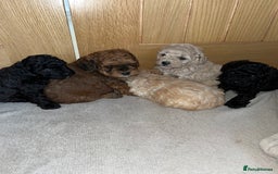 Cavapoo dogs for sale: **CAVAPOO F1B PUPS** - Image 3