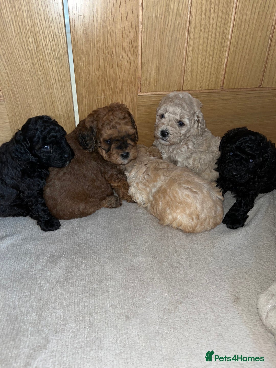 Cavapoo dogs for sale: **CAVAPOO F1B PUPS** - Image 3
