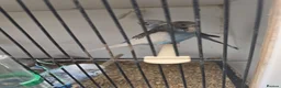 Budgerigars birds for sale: 2026 budgies - Advert 2