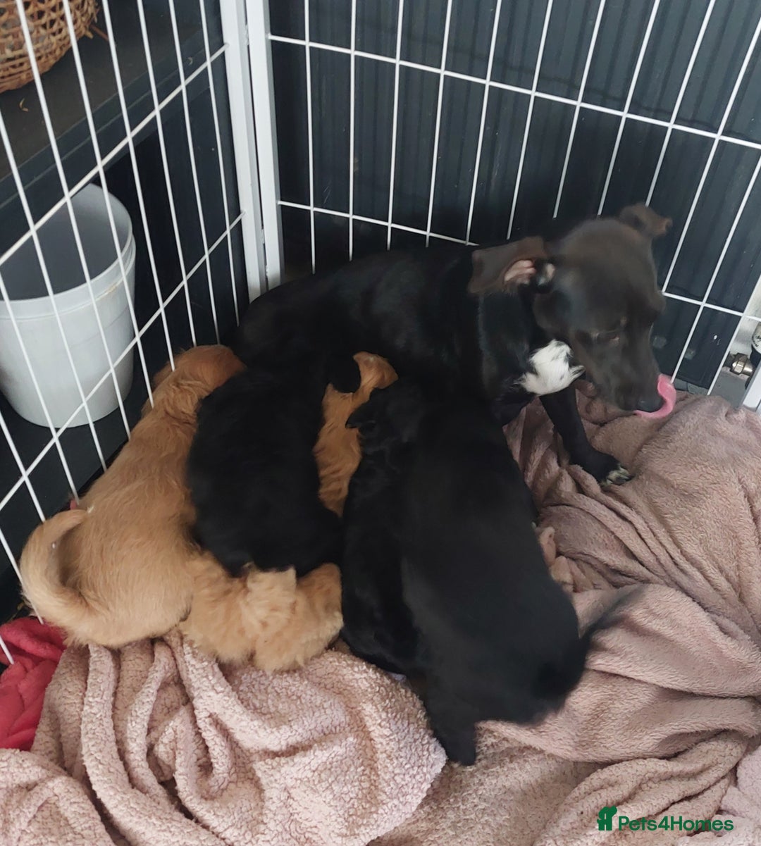 Jackapoo dogs for sale: Stunning jackapoo babies  - Advert 1