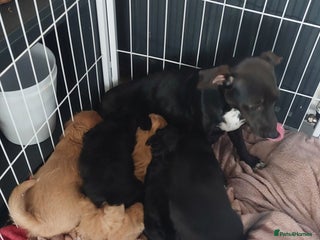 Jackapoo dogs Stunning jackapoo babies - Advert 1