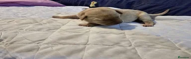 Labrador Retriever 5