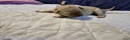 Labrador Retriever dogs for sale: Beautiful Fox Red Labrador Puppies  3 boys 4 girls in Chesterfield - Advert 7