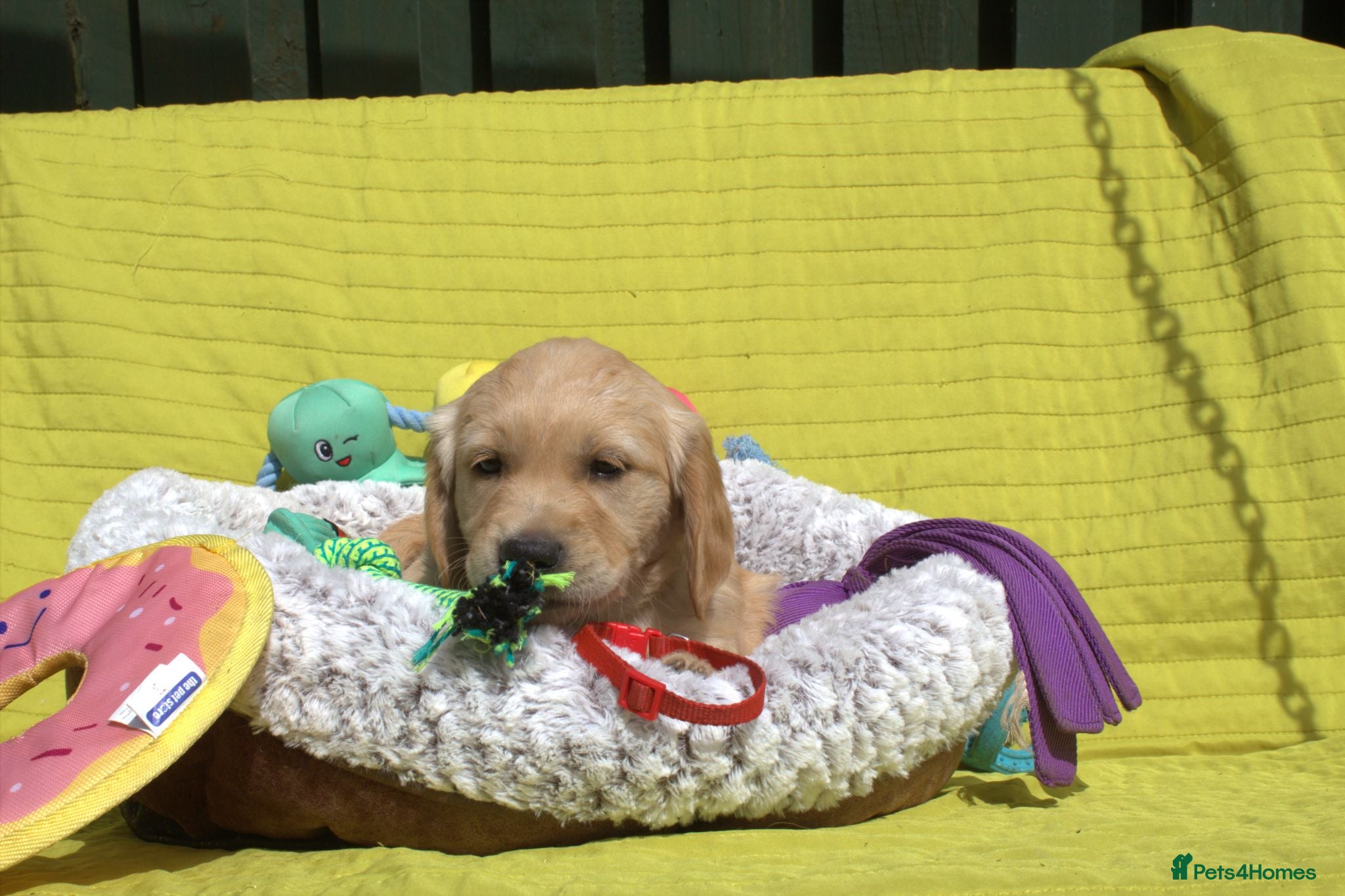 Golden Retriever dogs Litter of Golden Retriver puppies - Advert 2