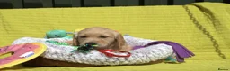 Golden Retriever dogs for sale: READY TO LEAVE Litter of Golden Retriever puppies - Advert 22