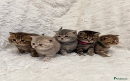 British Shorthair cats for sale: 🐾 Adorable British Shorthair Kittens for Sale 🐾 - Image 1