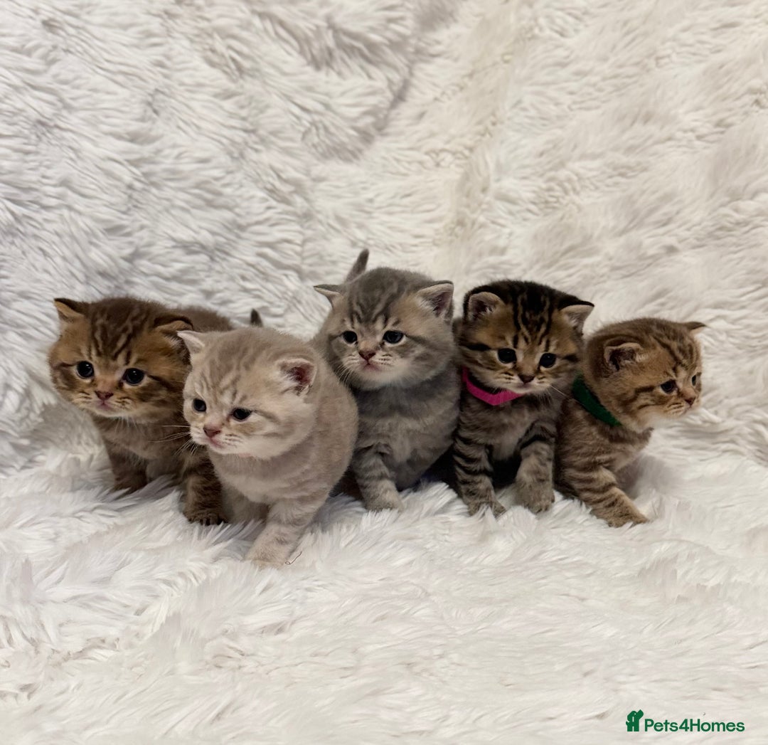 British Shorthair cats for sale: 🐾 Adorable British Shorthair Kittens for Sale 🐾 - Image 1