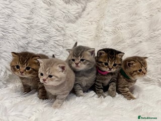 British Shorthair cats for sale - Advert 1