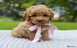 Cavapoo dogs for sale: beautiful colour cavapoos looking for new homes - Image 4
