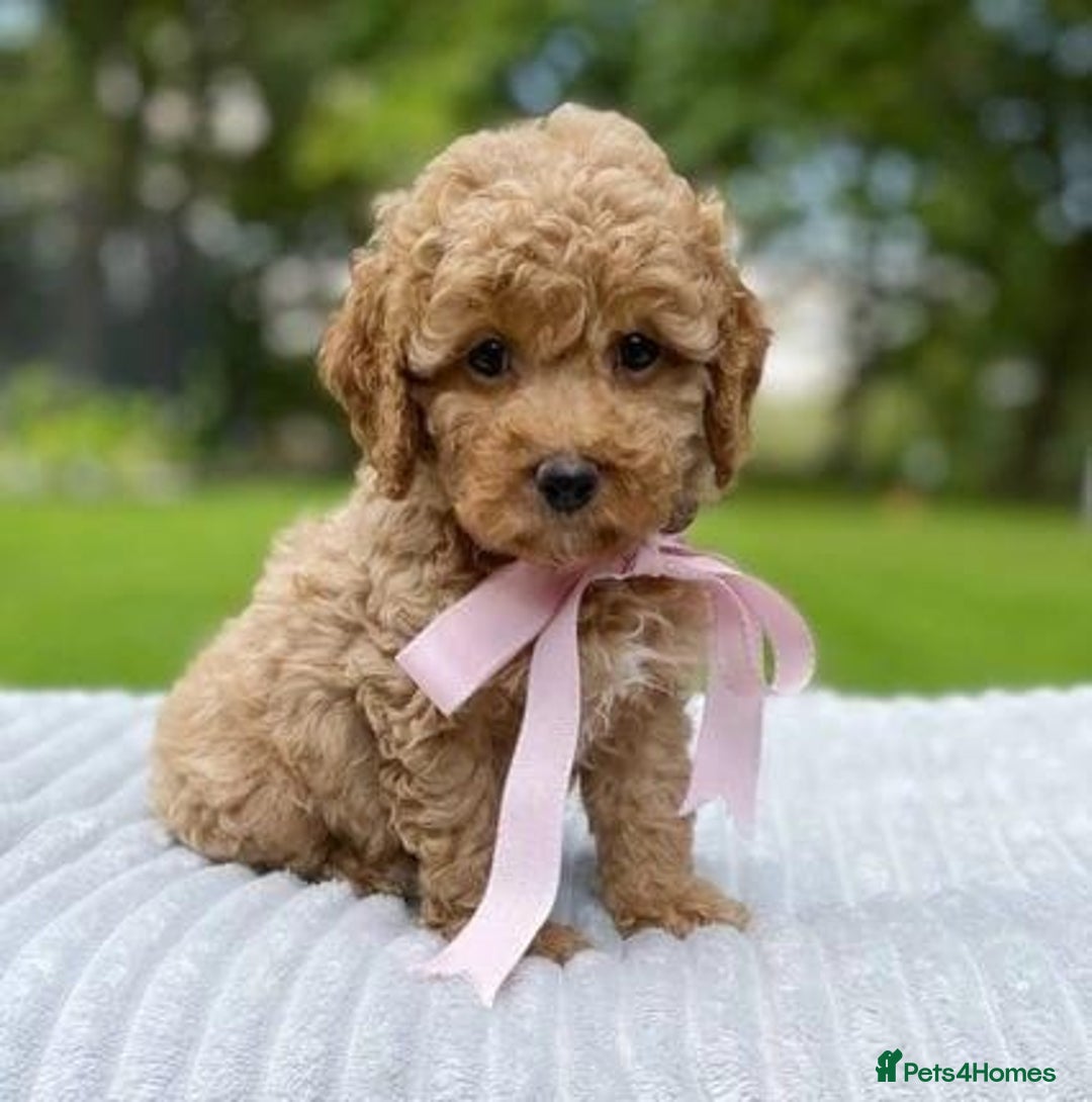 Cavapoo dogs for sale: beautiful colour cavapoos looking for new homes - Image 4