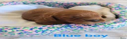 Cavapoo dogs for sale: 🐕Miniature Cavapoo F1b🐕 DNA tested - Advert 14