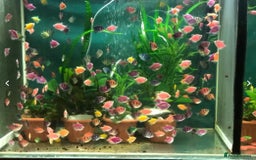 Catfish fish for sale: Ternecia Glo Danio Cockerels,Catfish - Image 4