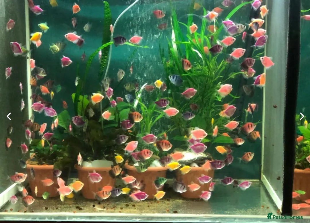 Catfish fish for sale: Ternecia Glo Danio Cockerels,Catfish - Image 4
