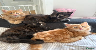 Persian cats - Advert 13