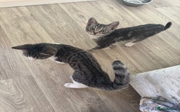 British Shorthair cats for sale: Female British Short Hair Kitten for sale - Image 11