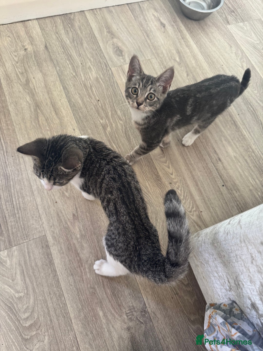 British Shorthair cats for sale: Female British Short Hair Kitten for sale - Image 11