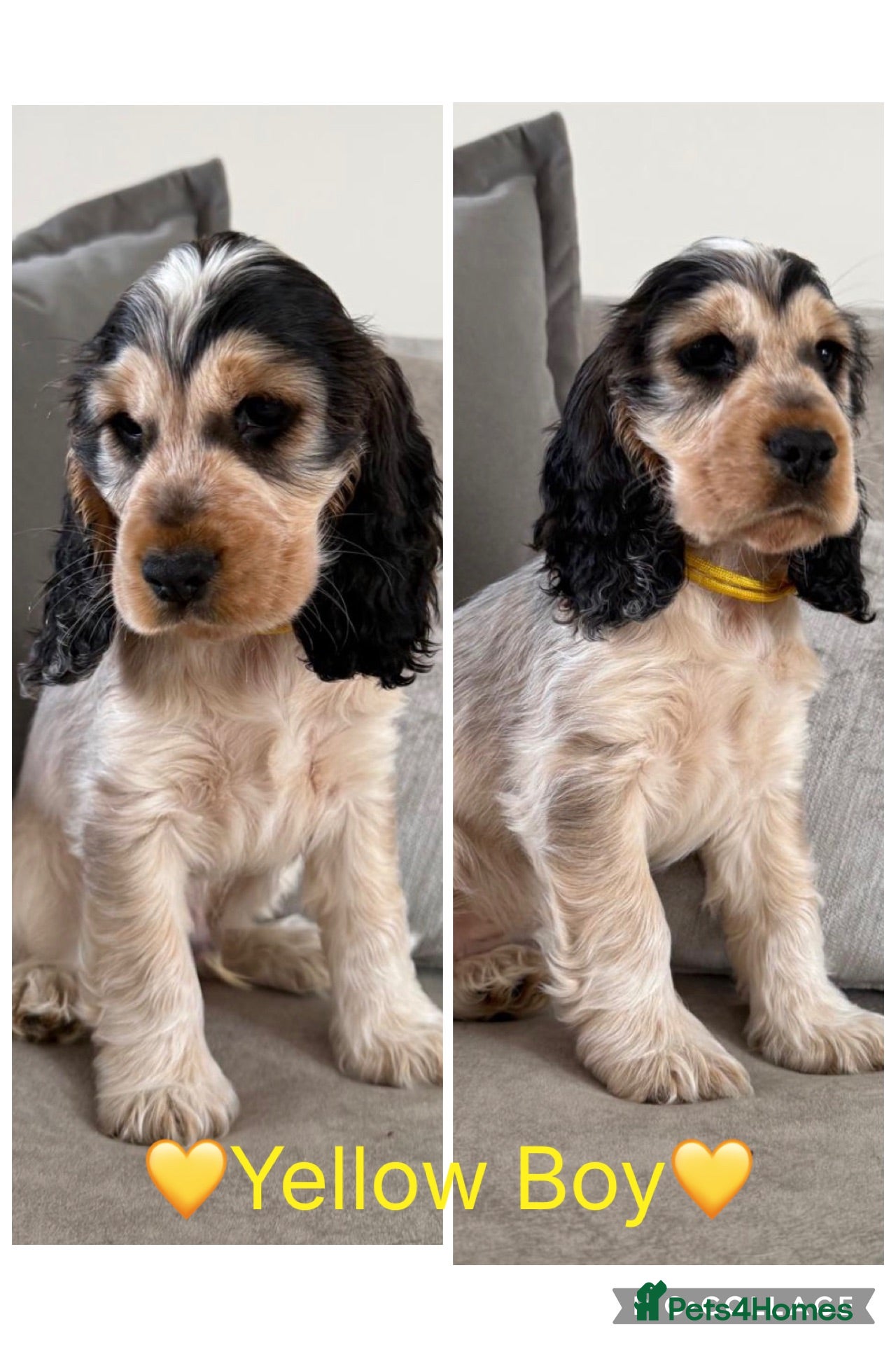 Cocker Spaniel dogs KC Registered Show Type Cocker Spaniel Puppies - Advert 2