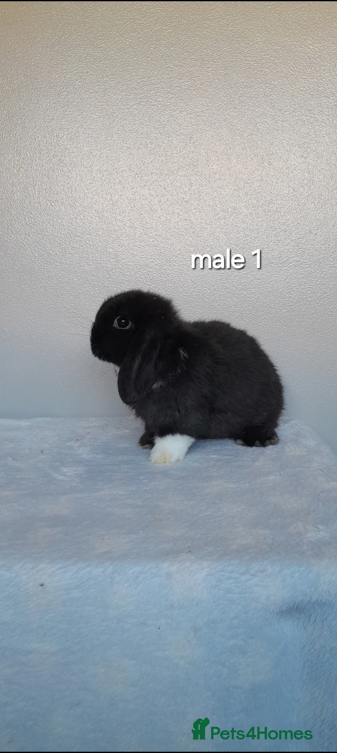 Mini Lop rabbits for sale: Purebred mini lop rabbits  - Advert 14