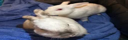 Mixed Breed rabbits for sale: 2 BUCKS  - Advert 5