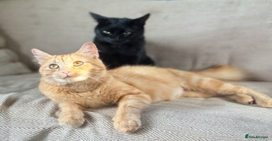 Mixed Breed cats - Advert 2