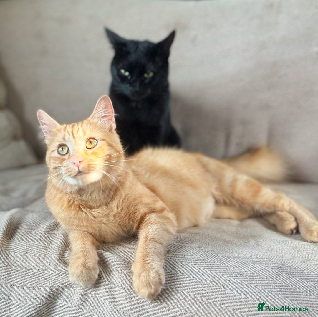 Mixed Breed cats for sale: Beautiful kittens  - Image 2