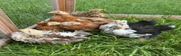 Chickens poultry for sale: Pekin chickens - chicks/growers/pullets - Advert 5
