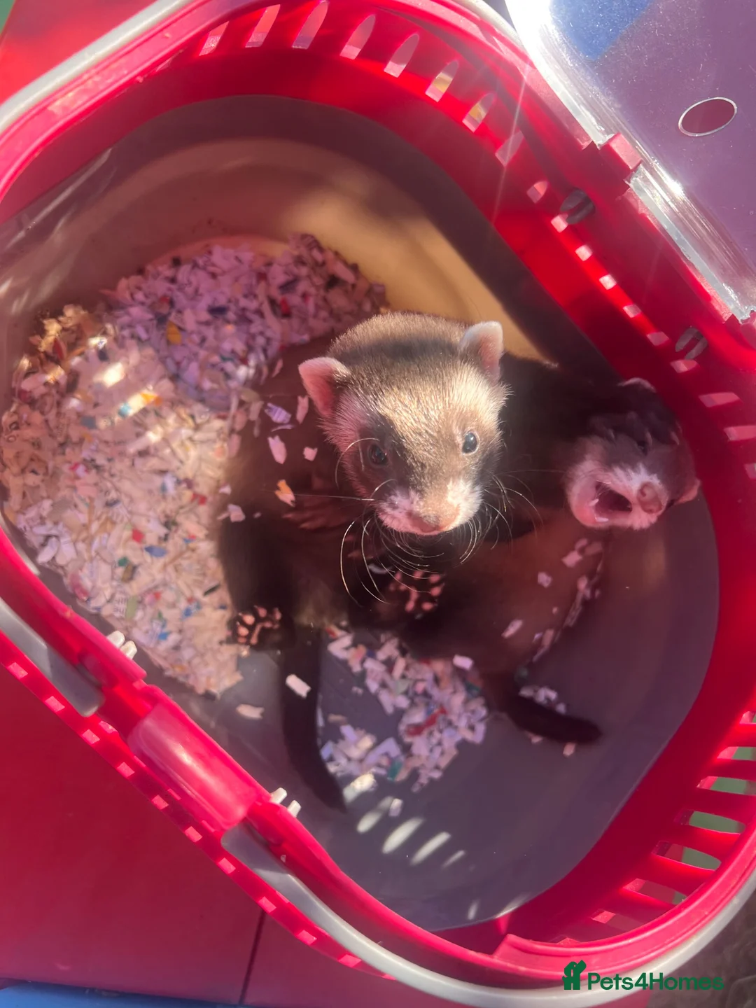 Ferret rodents for sale: One hob one gill 8 weeks old  - Advert 2