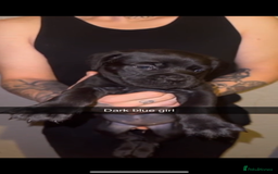 Cane Corso dogs for sale: Cane Corso Puppies - 4 Females & 1 Male, Ready Now - Image 7