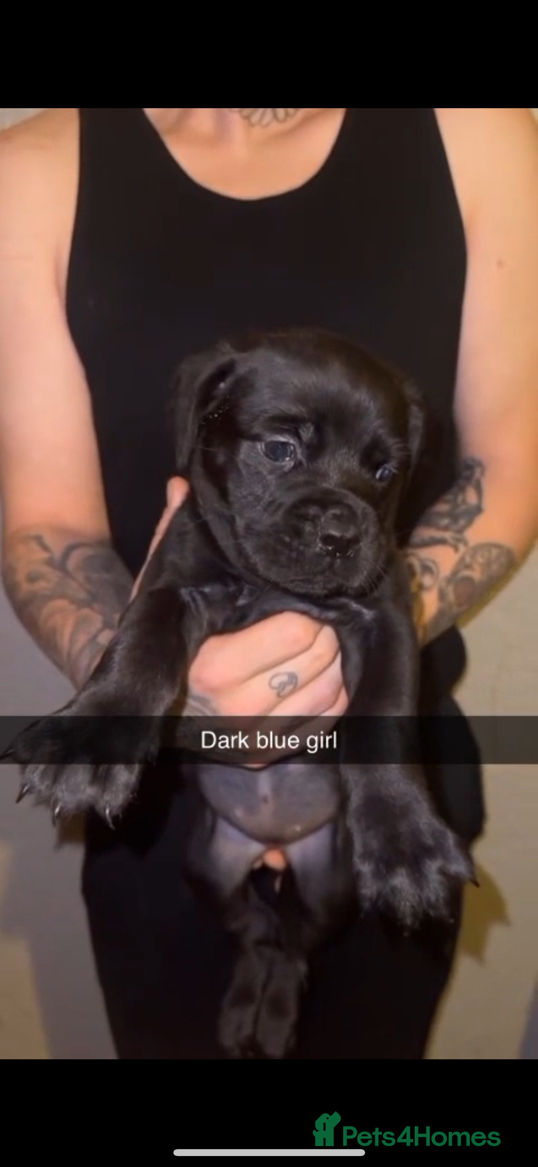 Cane Corso dogs for sale: Cane Corso Puppies - 4 Females & 1 Male, Ready Now - Image 7