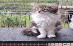 Maine Coon cats for sale: Maine Coon Kittens - Image 6