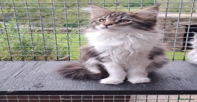 Maine Coon cats - Advert 9