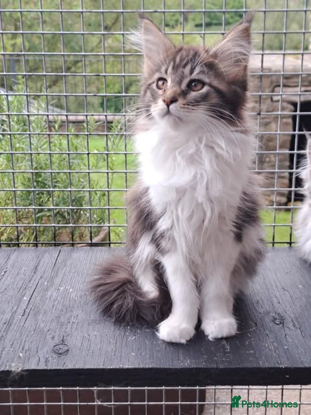 Maine Coon cats for sale: Maine Coon Kittens - Image 6