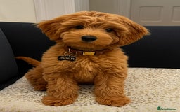 Poochon dogs for sale: Poochon puppies ready now  - Image 6
