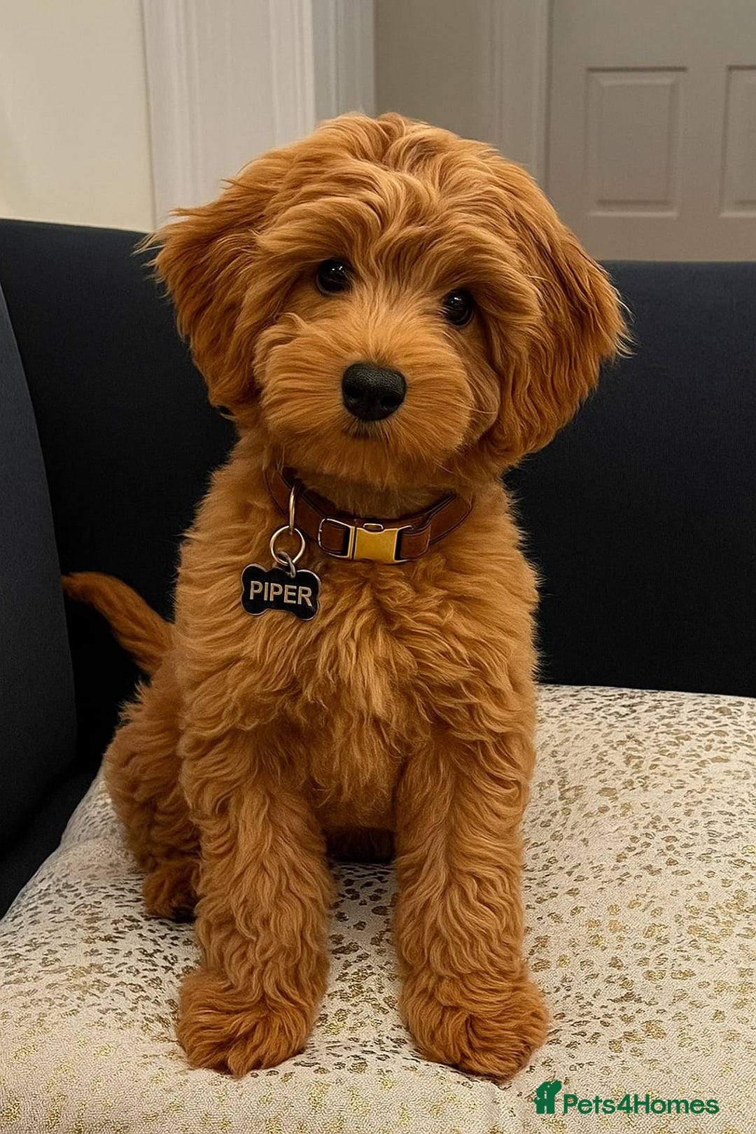 Poochon dogs for sale: Poochon puppies ready now  - Image 6