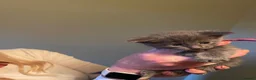 Maine Coon cats for sale: Gorgeous three quarter Maine Coon Kittens 🐈‍⬛  - Advert 9