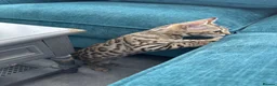 Bengal cats for sale: TICA Show winning 🏆 cattery  - Advert 8