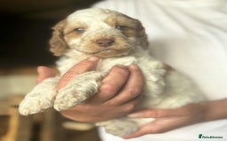 Cockapoo dogs for sale: Cockerpoo puppies F1 stunning colours - Image 2