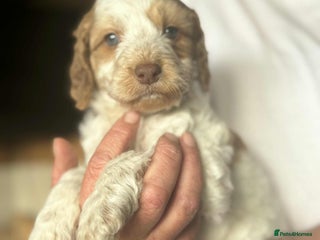 Cockapoo dogs - Advert 2