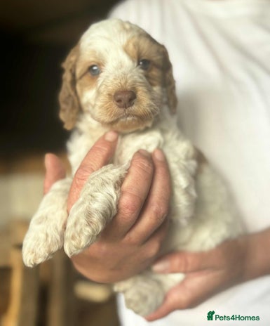 Cockapoo dogs - Advert 4