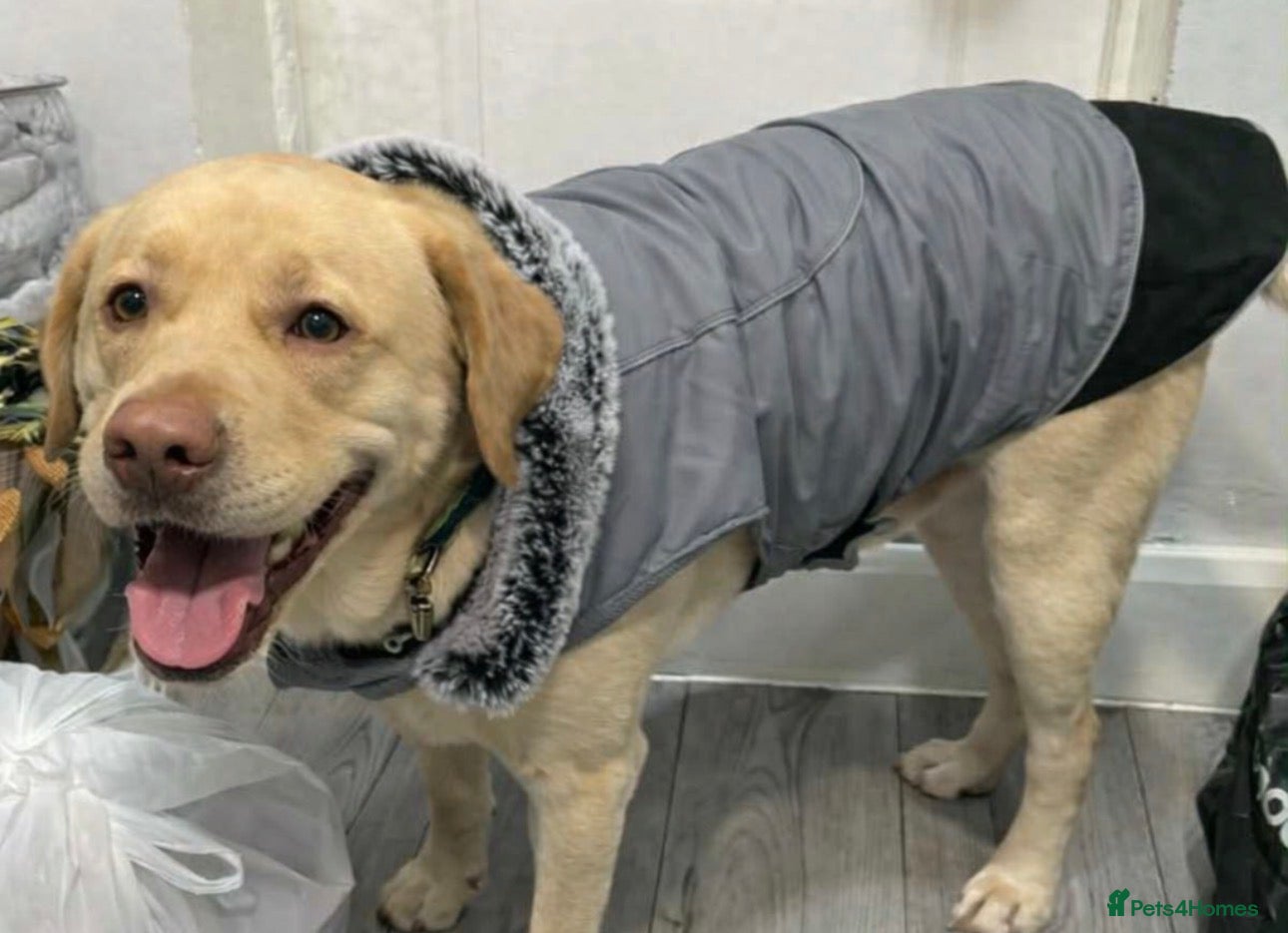 Labrador Retriever dogs Cute Yellow Labrador Retriever  - Advert 1