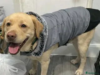 Labrador Retriever dogs Cute Yellow Labrador Retriever - Advert 1